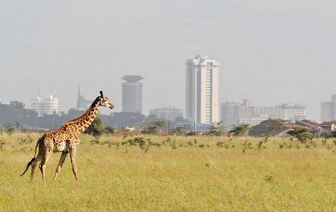 Universum: Wildes Nairobi - Wo Leoparden durch Gärten schleichen - De la película