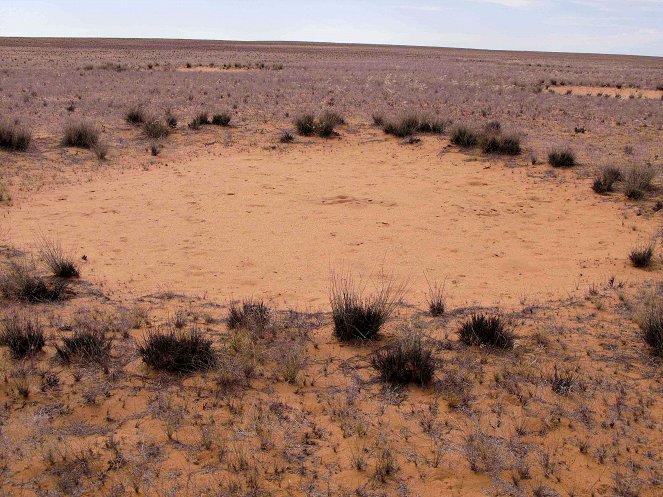 Universum: Namibia - Das Geheimnis der Feenkreise - Photos