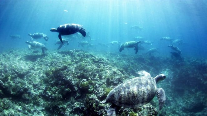 Great Barrier Reef with David Attenborough - Van film