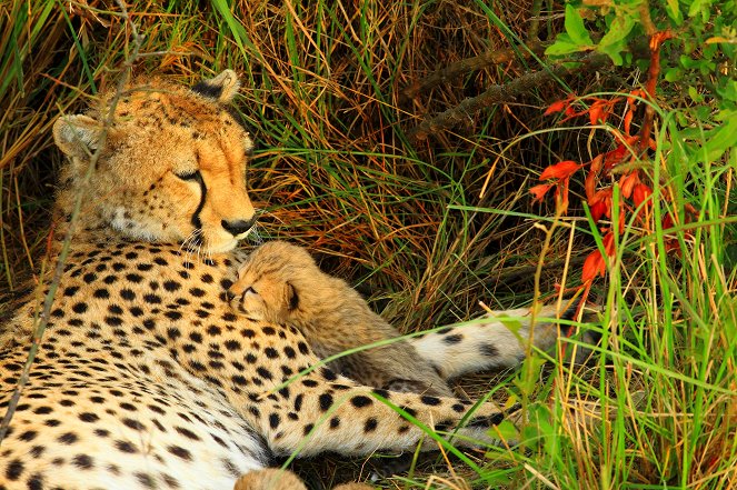 Mother Cheetah - Photos