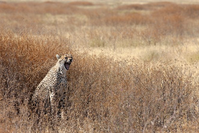 Mother Cheetah - Photos