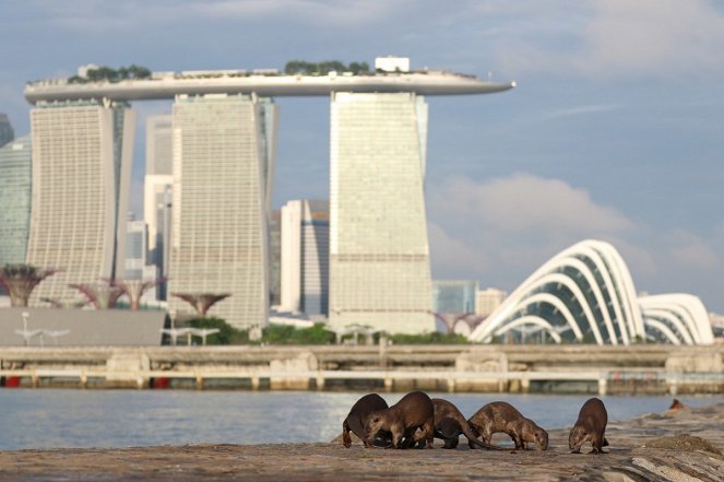 Die Otter von Singapur - Filmfotos