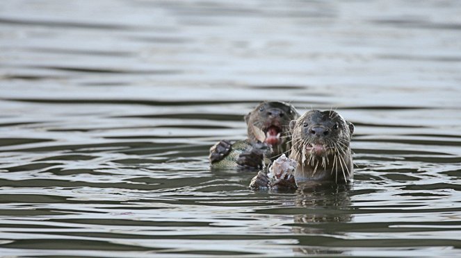 Otter Town - Photos