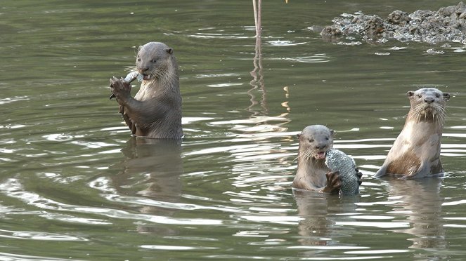 Die Otter von Singapur - Filmfotos