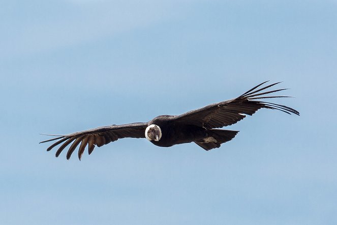 Aventures en terre animale - Le Condor du Pacifique - De filmes