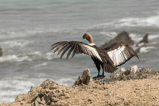 Aventures en terre animale - Le Condor du Pacifique - Van film
