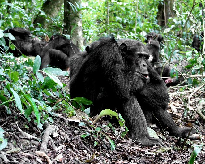 Wild Congo - Photos