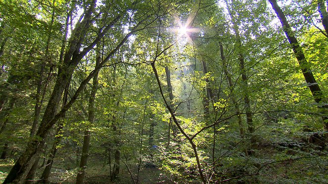 Wie man in den Wald ruft ... Beziehungsgeschichten von Mensch und Natur - Z filmu