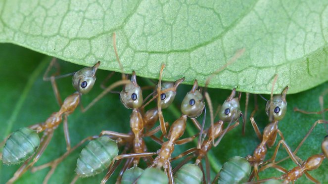 Green Tree Ants: Friend Or Foe? - Van film