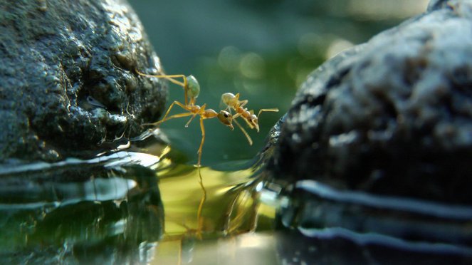 V říši stromových mravenců - Z filmu