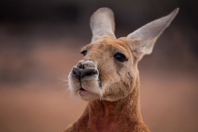Wild Australia with Ray Mears - Photos