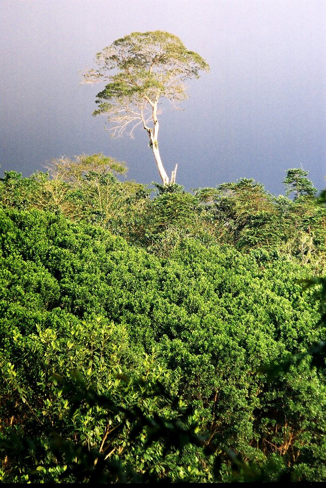 Universum: Almendro - Baum des Lebens - Photos