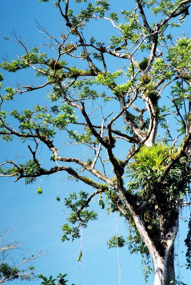 Universum: Almendro - Baum des Lebens - Photos