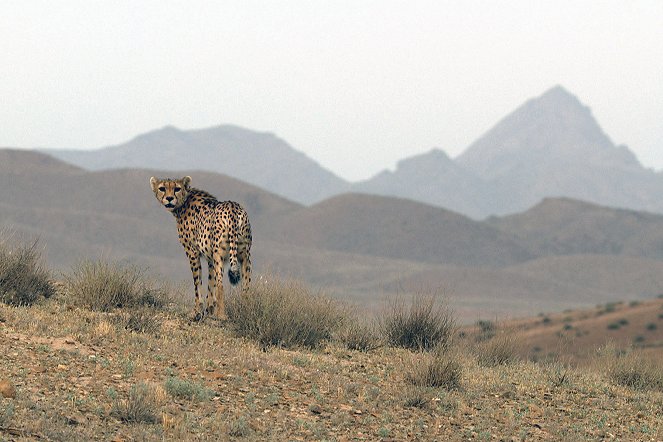 Fantômes du désert - Les derniers guépards asiatiques - Film