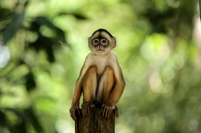 König des Dschungels - Richard Hammonds Traum vom Amazonas - Filmfotos