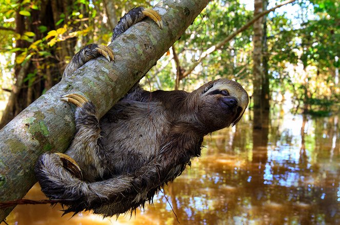 Richard Hammond, a dzsungelfotós - Filmfotók