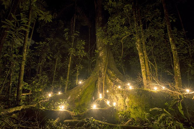 Les Forêts inexplorées de l'Amazonie péruvienne - Film