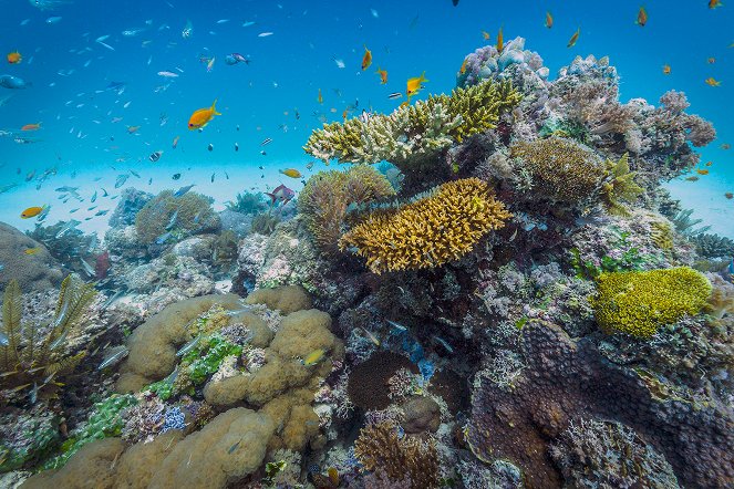 Vamizi - Artenreiches Korallenriff vor Ostafrikas Küste - Filmfotos
