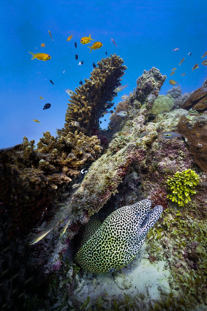 Vamizi Cradle of Coral - Photos