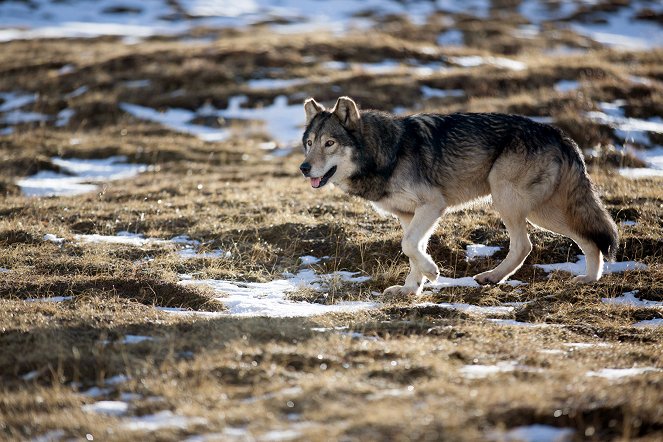 Wandering Wolves - Photos