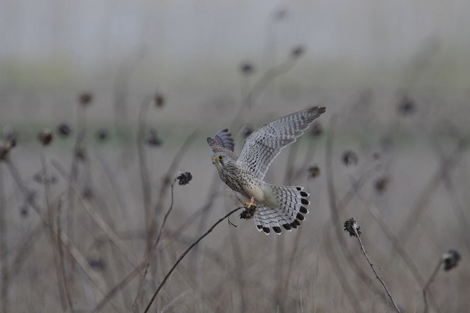 Returning the Wild - Photos