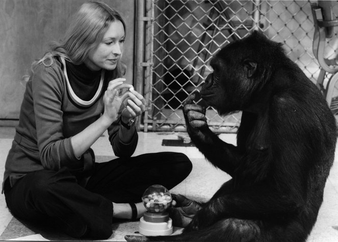Koko, le gorille qui parle - Filmfotos - Penny Patterson