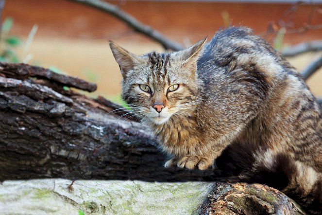 Universum: Wildnisse im Herzen Europas - Österreichs Nationalparks - Photos