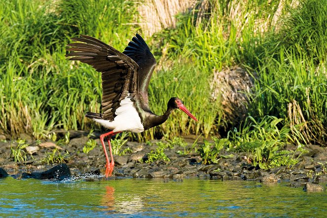 Universum: Wildnisse im Herzen Europas - Österreichs Nationalparks - Photos