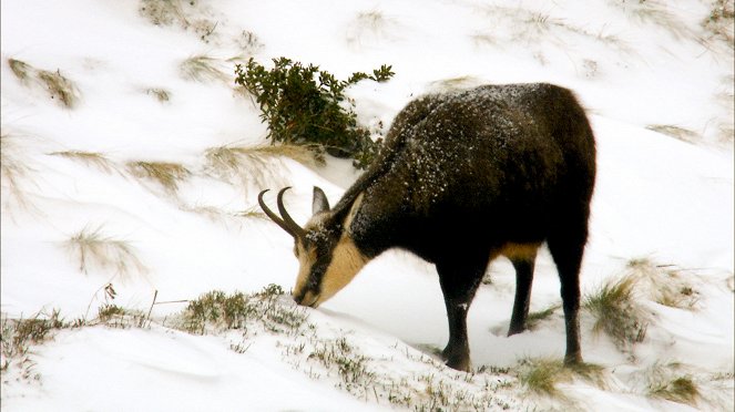 Universum: Wildnisse im Herzen Europas - Österreichs Nationalparks - Z filmu