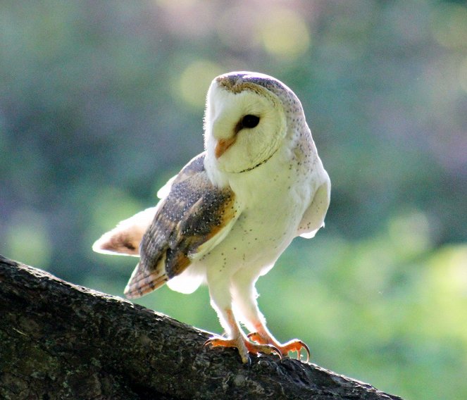 Owl's Odyssey - Photos
