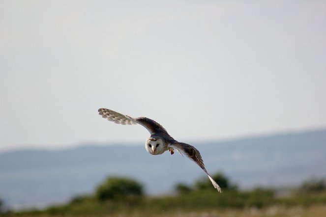 Owl's Odyssey - Photos