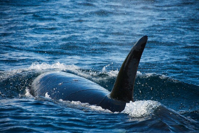 Universum: Orcas - Räuber mit Familiensinn - Filmfotos