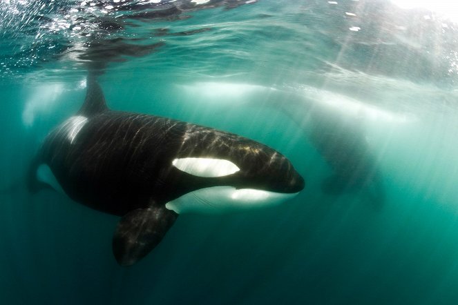 Universum: Orcas - Räuber mit Familiensinn - Filmfotos