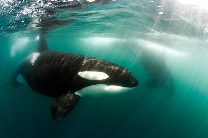 Killer Whales: The Ultimate Guide - Z filmu