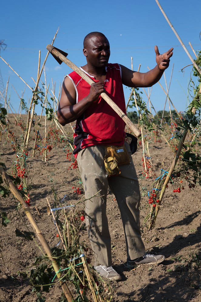 Mafia & Red Tomatoes - Photos - Michel Leroy