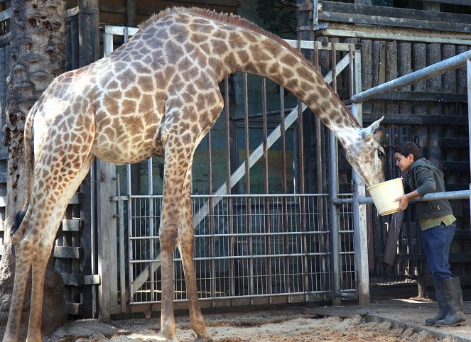 Giraffada - Kuvat elokuvasta