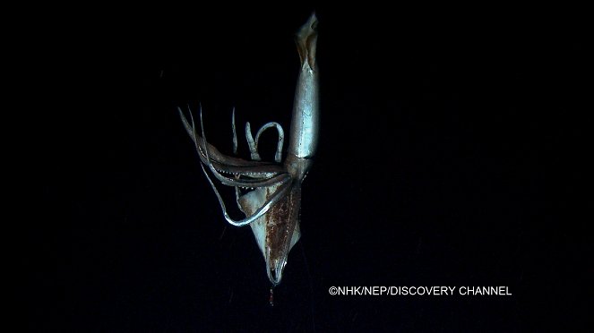 Fantôme des grands fonds - Le calamar géant - Film