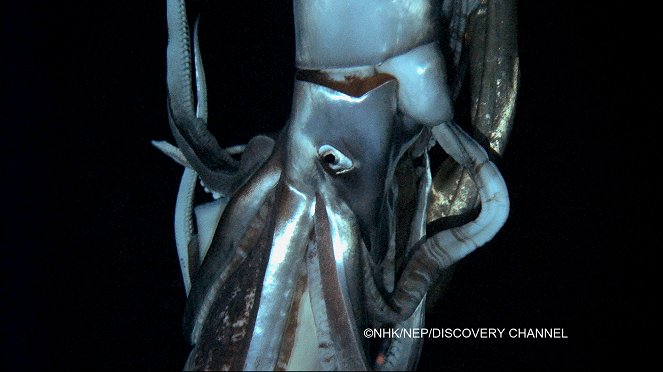 Fantôme des grands fonds - Le calamar géant - Photos