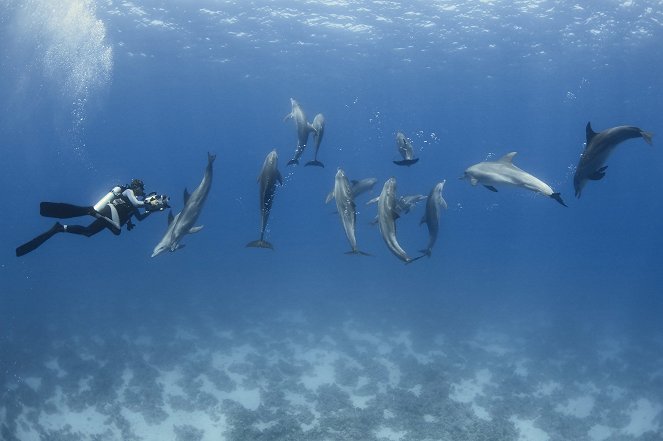 Adopted by Dolphins - Photos