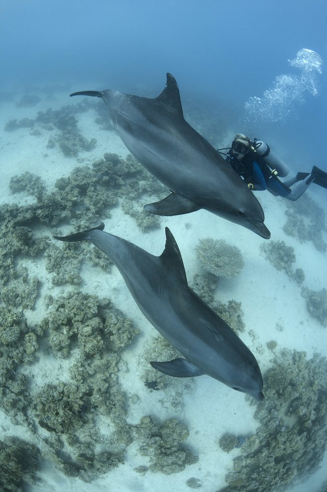 Adoptiert von Delfinen - Tümmler und ihre Familiengeheimnisse - Filmfotók