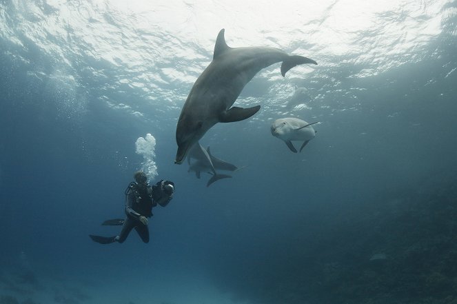 Adoptováni delfíny - Z filmu