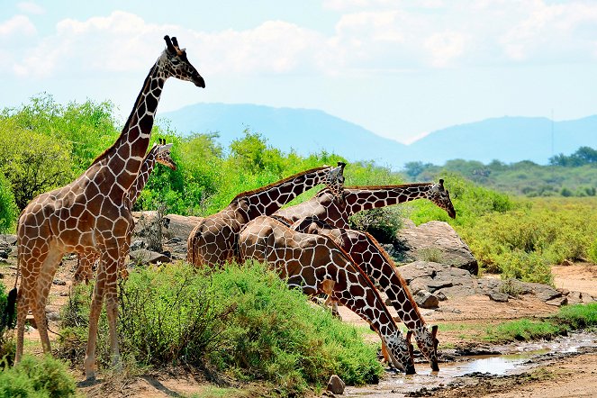 Girafes, les dernières géantes - Film