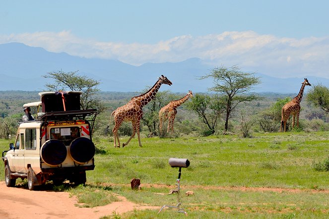 Giraffes: The Forgotten Giants - Photos