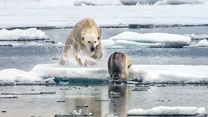 Abenteuer Erde: Auf Leben und Tod - Die Arktis - Filmfotos