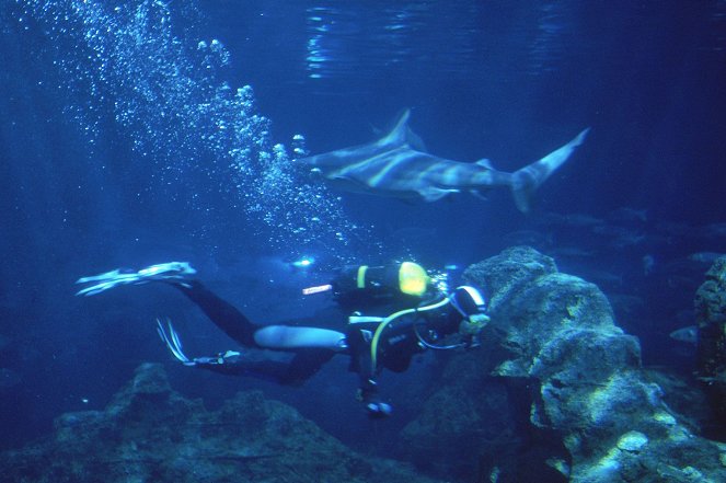 Hai-Alarm auf Mallorca - Kuvat elokuvasta