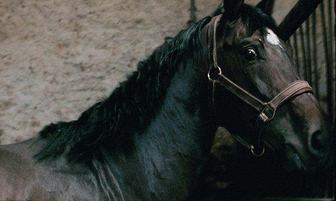 Mister V. - Pferd ohne Reiter - Filmfotos