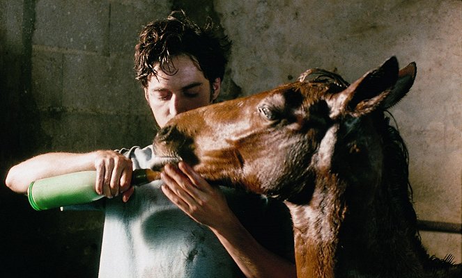 Mister V. - Pferd ohne Reiter - Filmfotos - Mathieu Demy