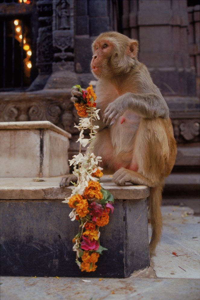 Ganges – Lebensader Indiens - Filmfotos