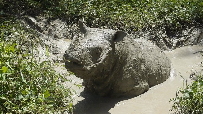 Operation Sumatran Rhino: Mission Critical - De la película