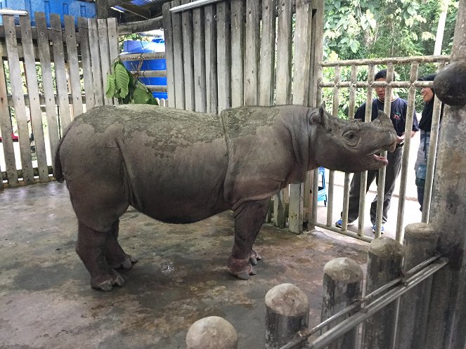 Operace nosorožci sumaterští - Z filmu